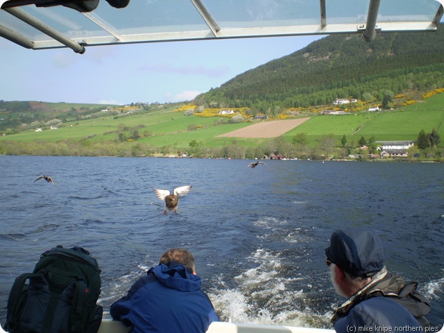 on the loch ness ferry being chased by ducks