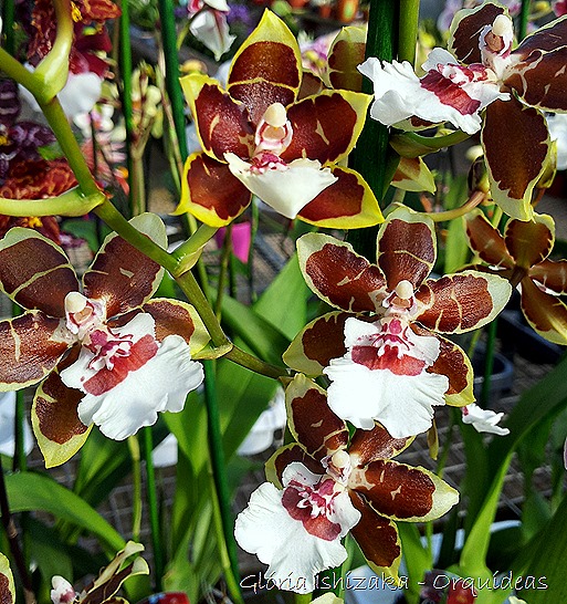Glória Ishizaka - orquideas 11