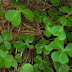 P9058005