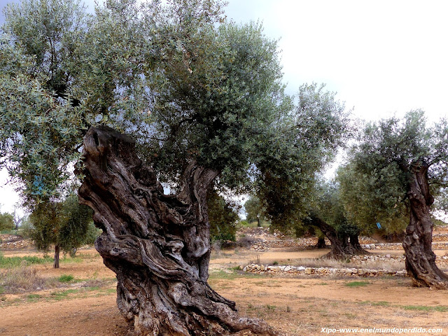 olivos-milenarios-la-jana-pou-del-mas.JPG