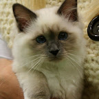 billund2008054a-Gilbert.jpg