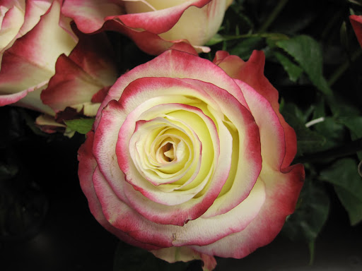 A rose called 