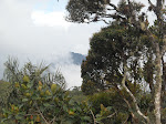 Cloud Forest, Abra Patricia-Alto Nieva Reserve, Peru