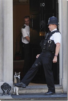toeing the cat toeing the cat