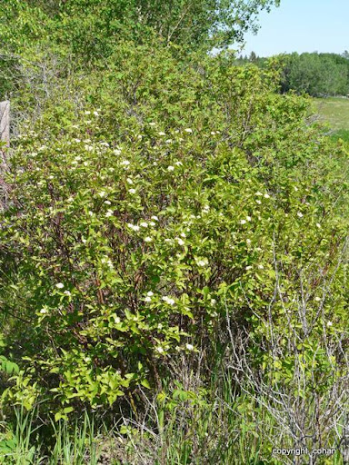 Are+red+osier+dogwood+berries+edible