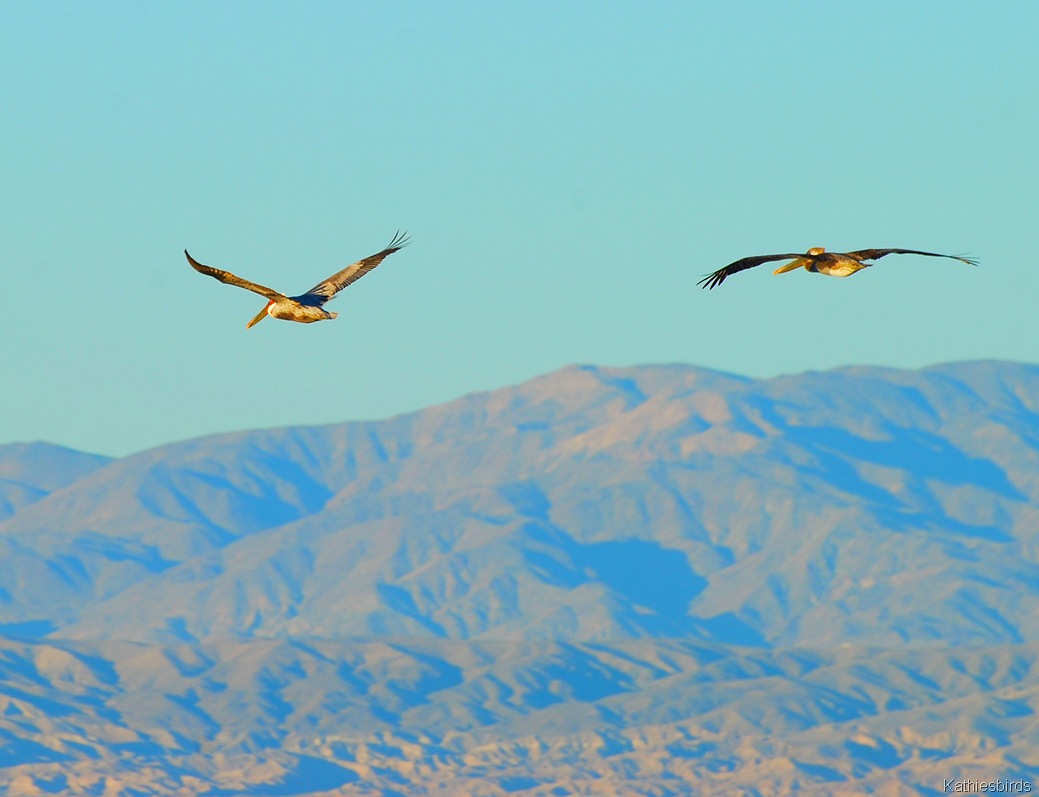 [3.%2520pelicans-kab%255B4%255D.jpg]