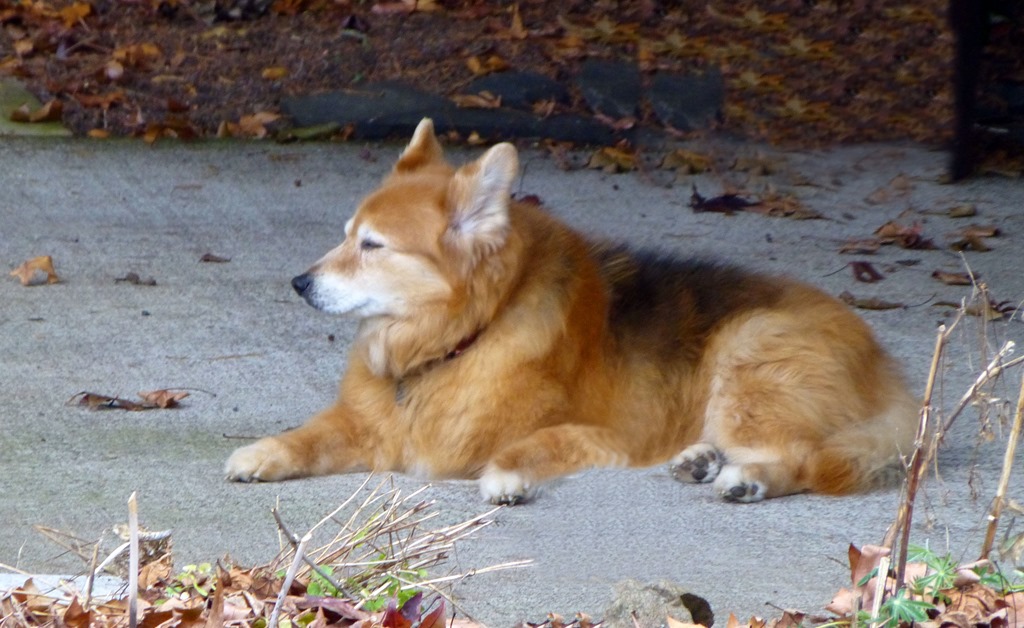 [Poppy%2520on%2520patio%255B3%255D.jpg]