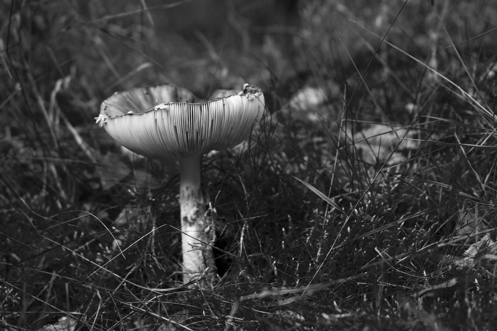 [Fly-Agaric-8%255B3%255D.jpg]
