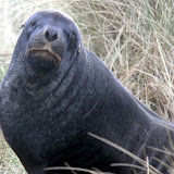 This Is My Happy Face - Otago Peninsula, New Zealand