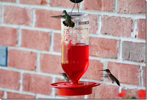hummingbirds6