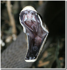 black mamba snake attack