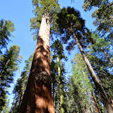 Àrvores milenares na  Giant Forest -  Sequoia e Kings Canyon NP, California. EUA