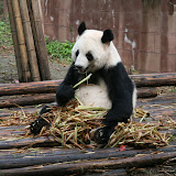 Parc des pandas de Chengdu (Chine)