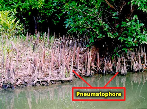 pneumatophores