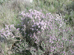 Thym commun - farigoule