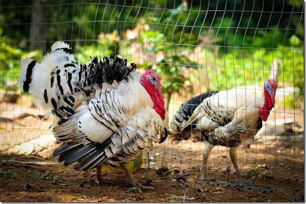 turkeys-6945 turkeys-6945