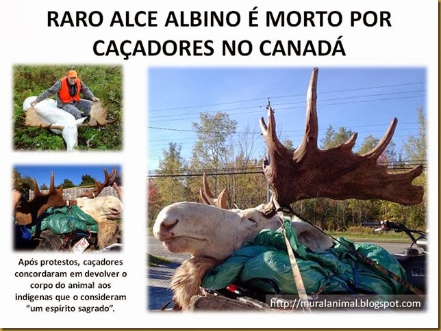 RARO ALCE ALBINO É MORTO POR CAÇADORES NO