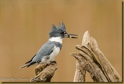 Belted Kingfisher (Megaceryle alcyon)