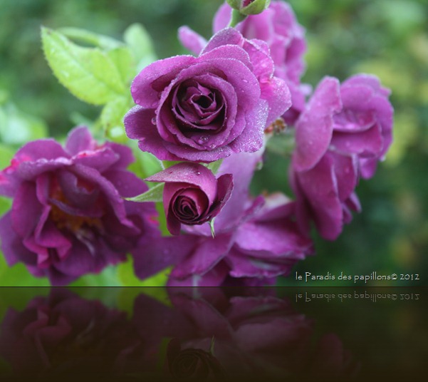 IMG_3031 IMG_3031