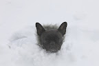 There's snow and then there's snow!  Let's go back inside.  So much for the new white snow parkas.