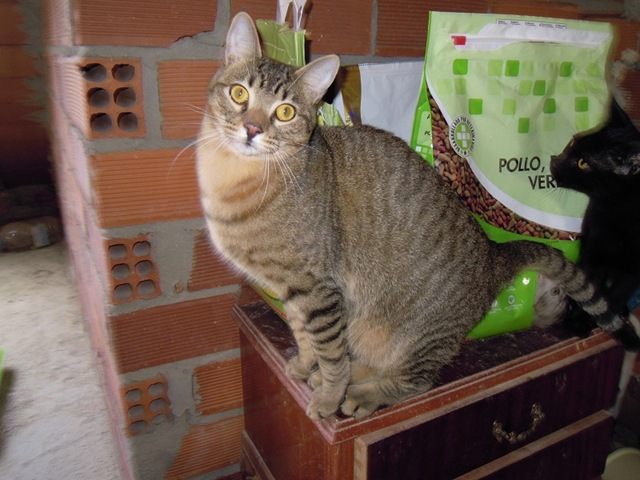 [Muffy%25201%255B4%255D.jpg]