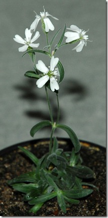 old frozen plant reborn