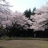 20100403_三保市民の森