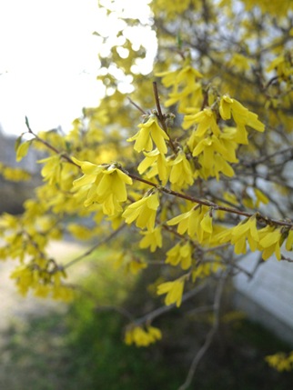spring_2