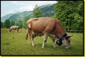 cow cow