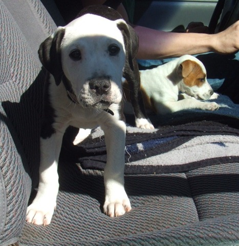 [2006_0103puppiesetc200383.jpg]