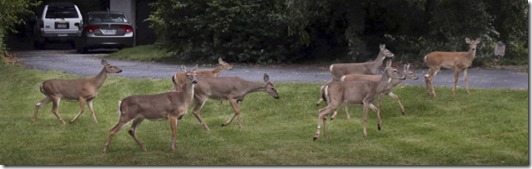 urban deer urban deer