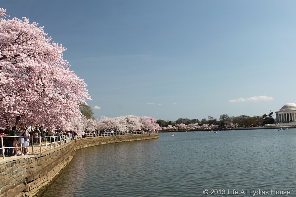 [cherry%2520blossoms%25204%255B17%255D.jpg]