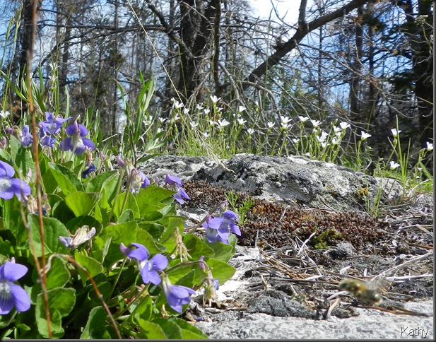 Early Blue Violets