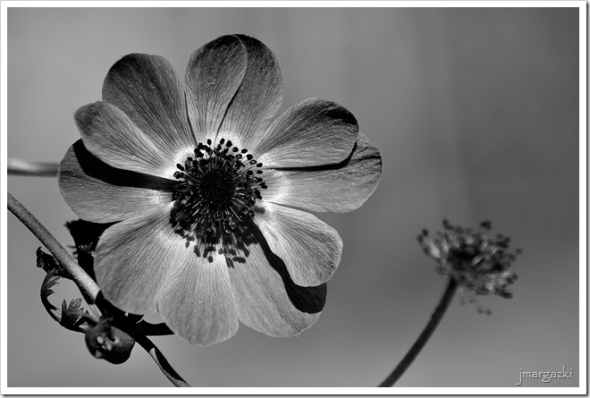 DSC_4048 DSC_4048