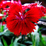 IMG_0135.JPG