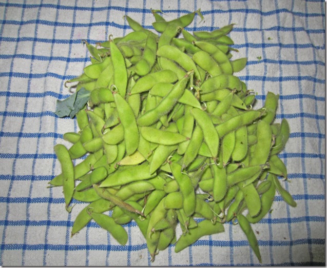 Edamame