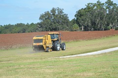 hay2 009