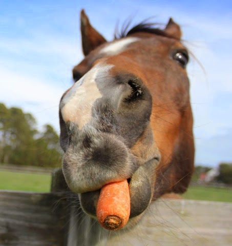 [horses-eating-carrots-2%255B3%255D.jpg]