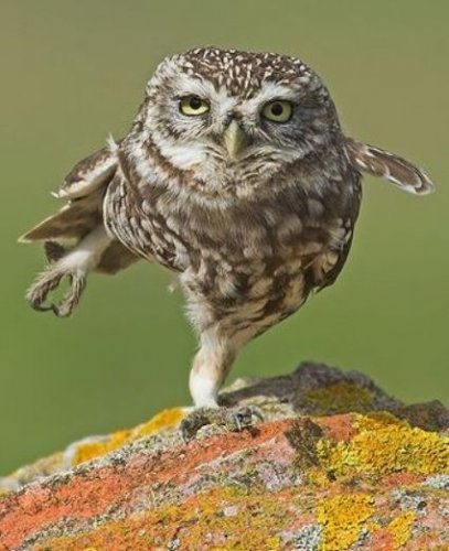 [1258273489_2edoxer1%255B4%255D.jpg]