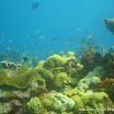 coralgardensdivesite10.jpg