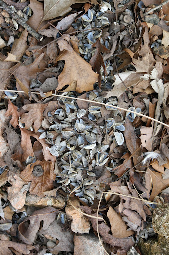 Zebra Mussels
Photo Credit:  Missouri Department of Conservation