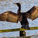 Cormorant