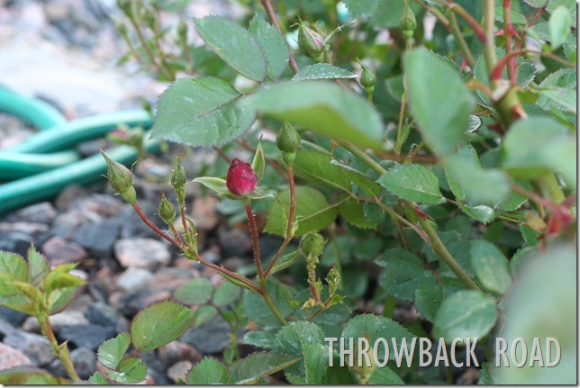 rose bush 003