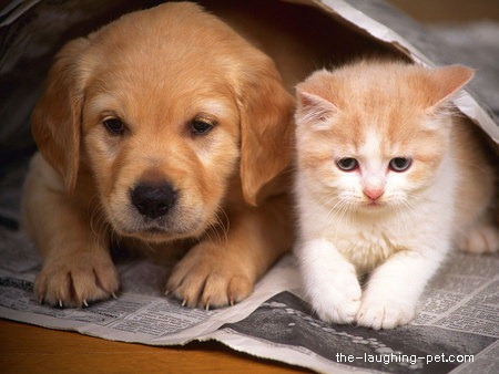 [dog%2520and%2520cat%25203-28-12%2520tlp%255B3%255D.jpg]