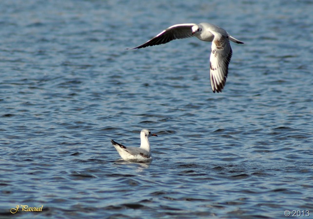 DSC_0247 DSC_0247