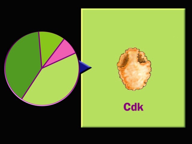 [Cell-cycle-CDK3.jpg]