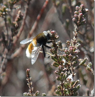 6-hoverfly eristalis intricarius