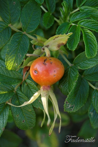 [Waldspaziergang%2520013%255B2%255D.jpg]