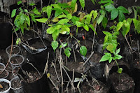 pinoyecofarm november_0063.JPG