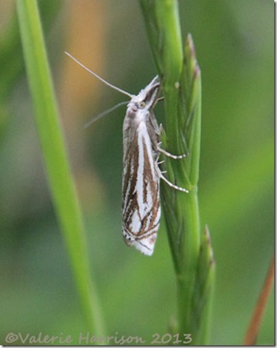 83-crambus-lathoniellus